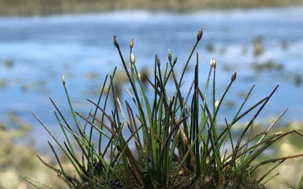 ‘Cientistas cidadãos’ identificam mais de 1.000 espécies em Viana do Castelo