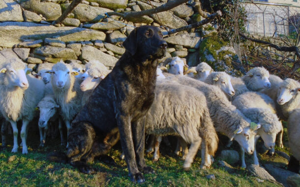 Cães de proteção de gado reduziram em 95% prejuízos causados por ataques de lobo em 12 anos