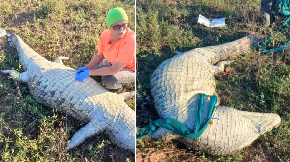 Restos mortais de português encontrados no interior de crocodilo na África do Sul