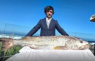 Corvina de 30 quilos pescada ao largo de Viana