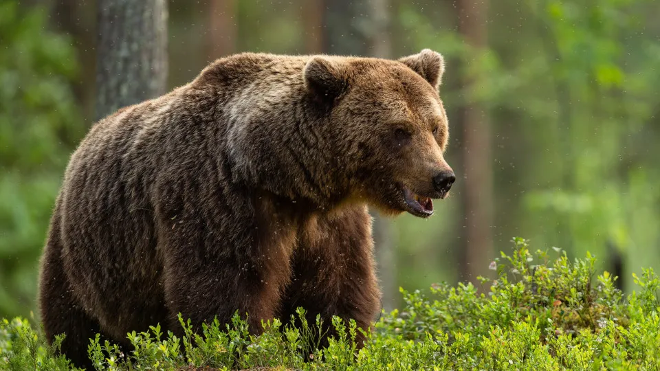 Homem morre em ataque de ursa na Bulgária