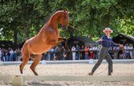 Meia centena de coudelarias e criadores presentes na XVIII Feira do Cavalo de Ponte de Lima