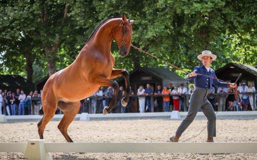 Meia centena de coudelarias e criadores presentes na XVIII Feira do Cavalo de Ponte de Lima