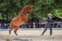 Meia centena de coudelarias e criadores presentes na XVIII Feira do Cavalo de Ponte de Lima