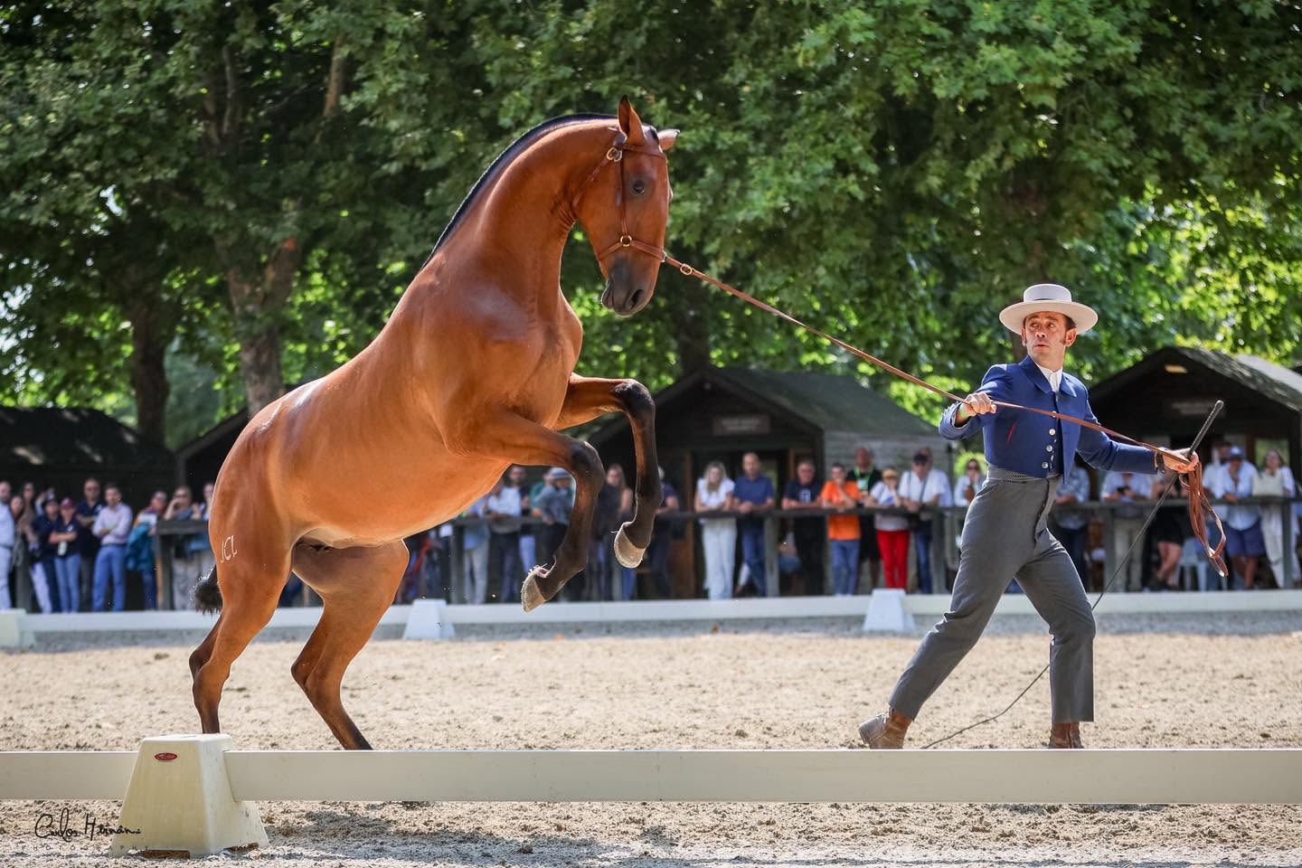 Meia centena de coudelarias e criadores presentes na XVIII Feira do Cavalo de Ponte de Lima