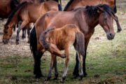 Tradição junta cerca de 400 garranos na Serra de Santa Luzia em Viana