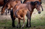 Tradição junta cerca de 400 garranos na Serra de Santa Luzia em Viana