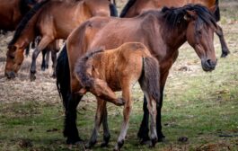 Tradição junta cerca de 400 garranos na Serra de Santa Luzia em Viana