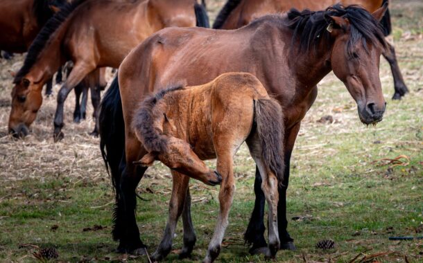 Tradição junta cerca de 400 garranos na Serra de Santa Luzia em Viana
