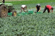 Bruxelas atribui 30 milhões em apoio aos agricultores portugueses