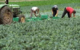 Bruxelas atribui 30 milhões em apoio aos agricultores portugueses