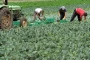 Bruxelas atribui 30 milhões em apoio aos agricultores portugueses