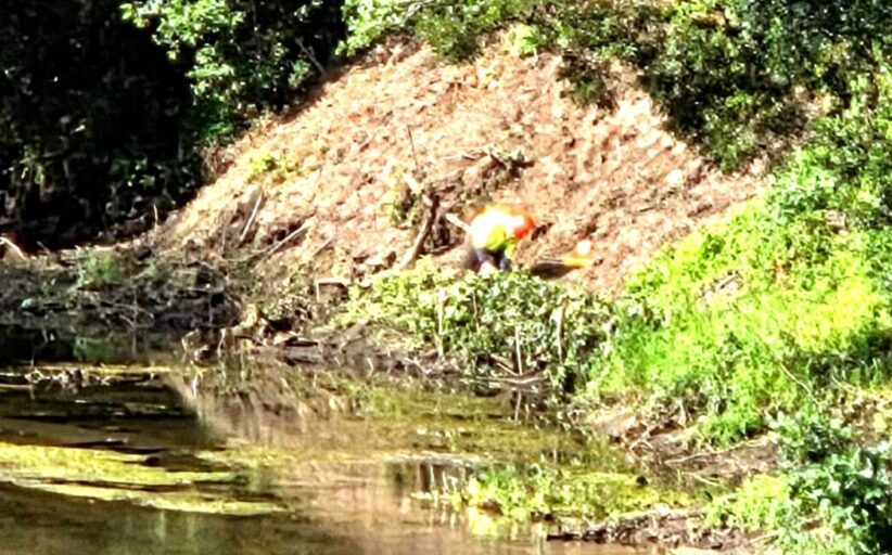 Arranca limpeza do Rio Coura em Caminha