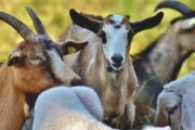 GPS em cabras ajuda prevenir incêndios e reduzir impacto do lobo em Paredes de Coura