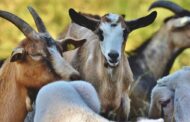 GPS em cabras ajuda prevenir incêndios e reduzir impacto do lobo em Paredes de Coura