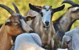 GPS em cabras ajuda prevenir incêndios e reduzir impacto do lobo em Paredes de Coura