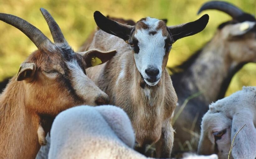 GPS em cabras ajuda prevenir incêndios e reduzir impacto do lobo em Paredes de Coura
