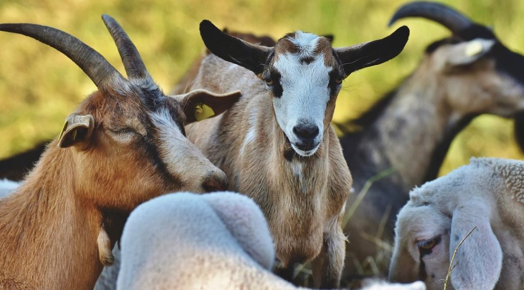 GPS em cabras ajuda prevenir incêndios e reduzir impacto do lobo em Paredes de Coura