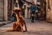 PAN quer base de dados de agressores de animais