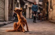 PAN quer base de dados de agressores de animais