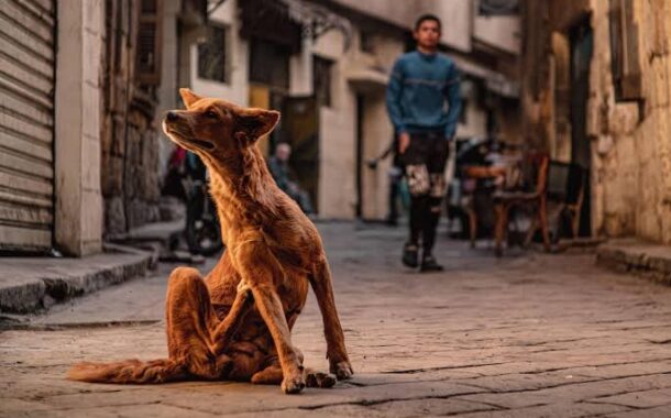 PAN quer base de dados de agressores de animais