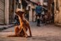 PAN quer base de dados de agressores de animais