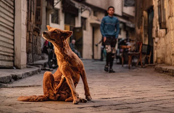 PAN quer base de dados de agressores de animais
