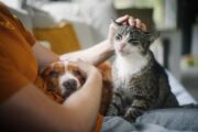 Esposende avança com nova campanha de apoio à esterilização de animais de companhia