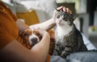 Esposende avança com nova campanha de apoio à esterilização de animais de companhia