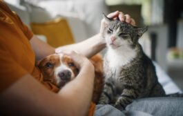Esposende avança com nova campanha de apoio à esterilização de animais de companhia
