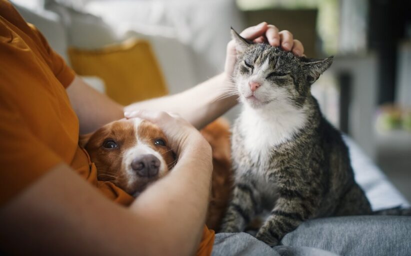 Esposende avança com nova campanha de apoio à esterilização de animais de companhia