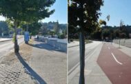 SOS Árvores de Braga assinala seis anos sobre “abate ignóbil” de árvores na Avenida dos Lusíadas